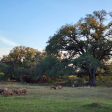 Whole & Half (Side) of Pasture Raised Pork - Limited Time Only! Hot on Sale